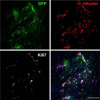 Transplanted iNSCs